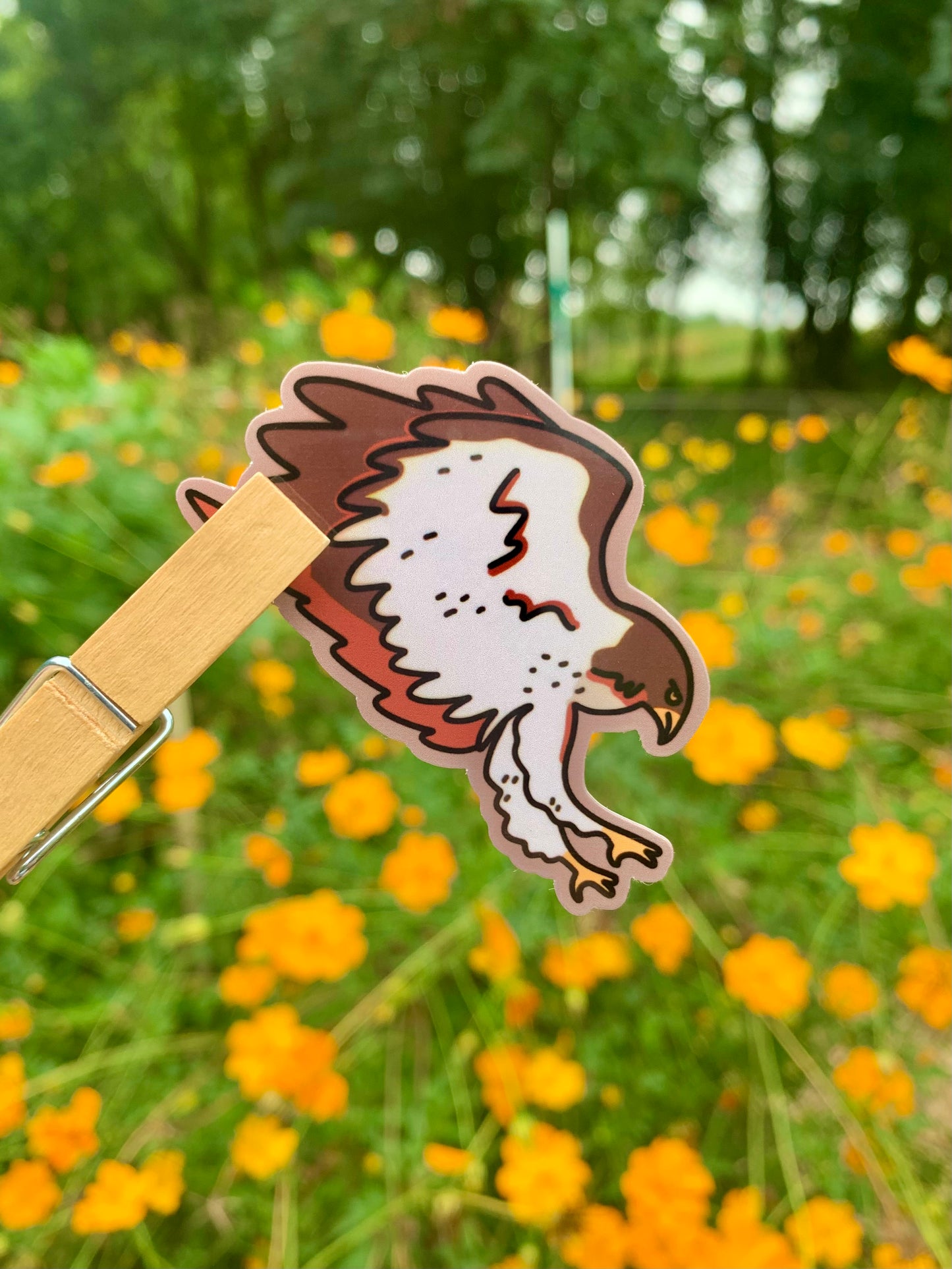 Harris Hawk Sticker
